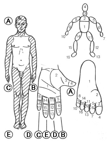 手足と体の対応リフレクソロジーポイント